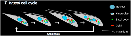 cell cycle iimage